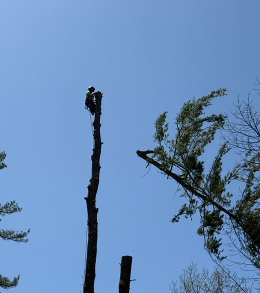 Tree removal crew working on a tree