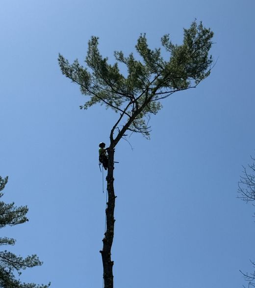 Tree removal crew working on a tree
