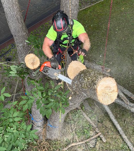 Tree removal crew working on a tree