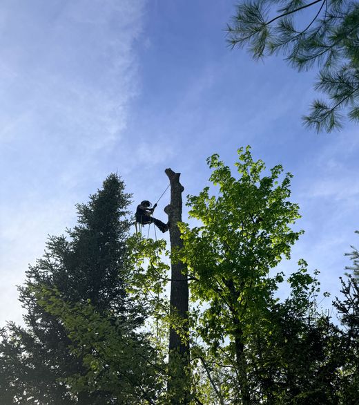 Tree removal crew working on a tree