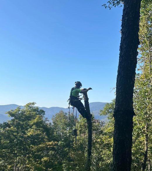 Tree removal crew in Northfield, VT