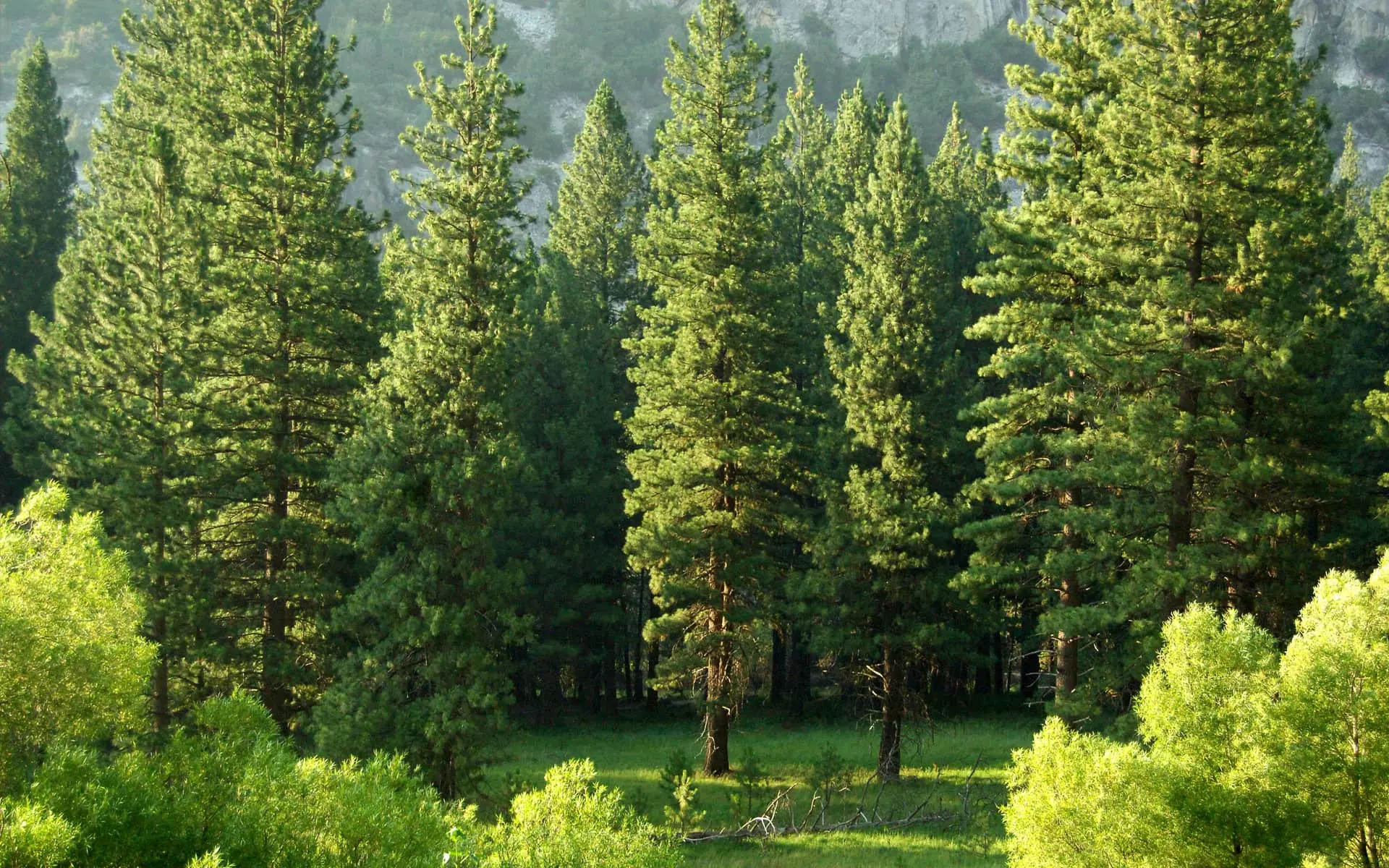 trees