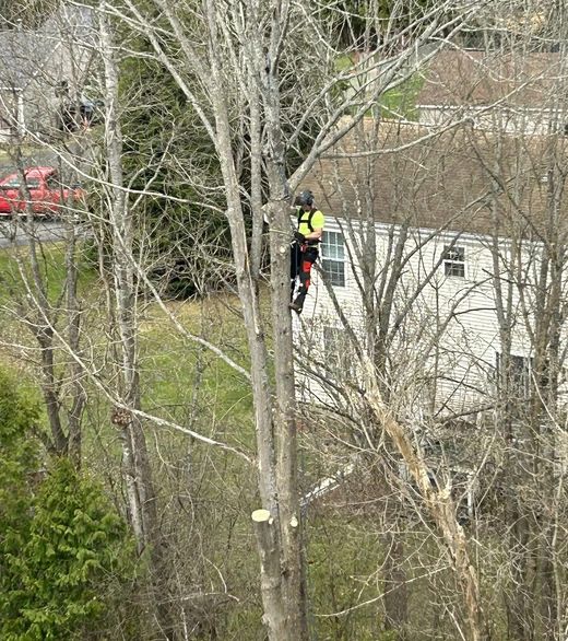 Tree trimming crew working on a tree
